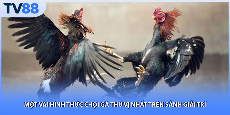 Một vài hình thức chọi gà thú vị nhất trên sảnh giải trí